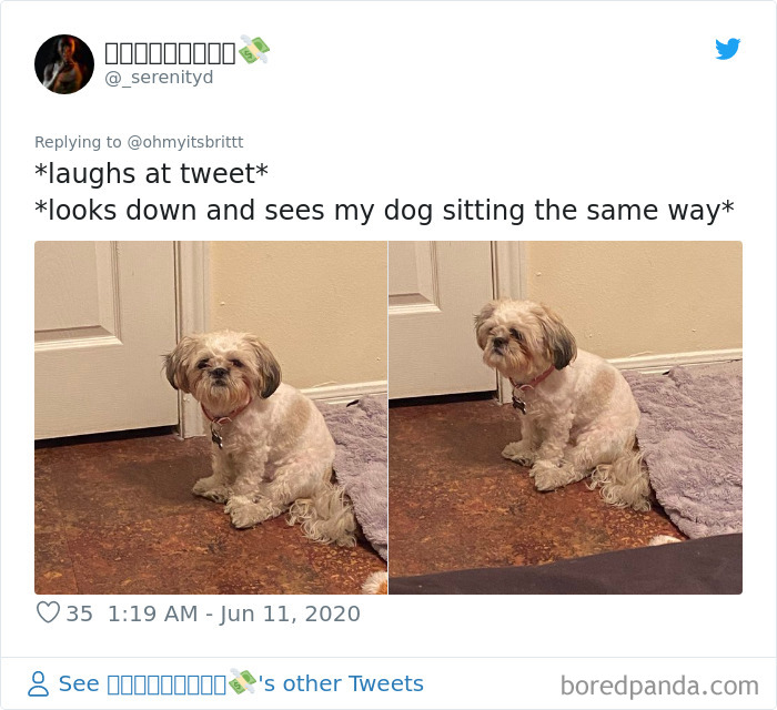 Werid-Sitting-Poses-Pets-Photo