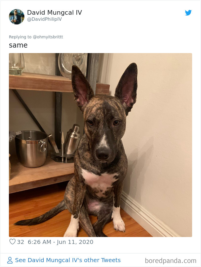 Werid-Sitting-Poses-Pets-Photo