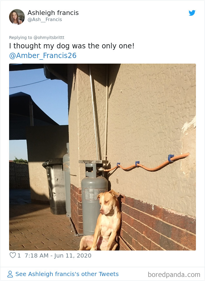 Werid-Sitting-Poses-Pets-Photo