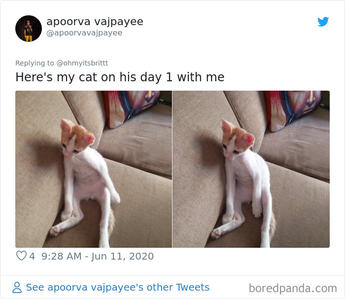 Werid-Sitting-Poses-Pets-Photo