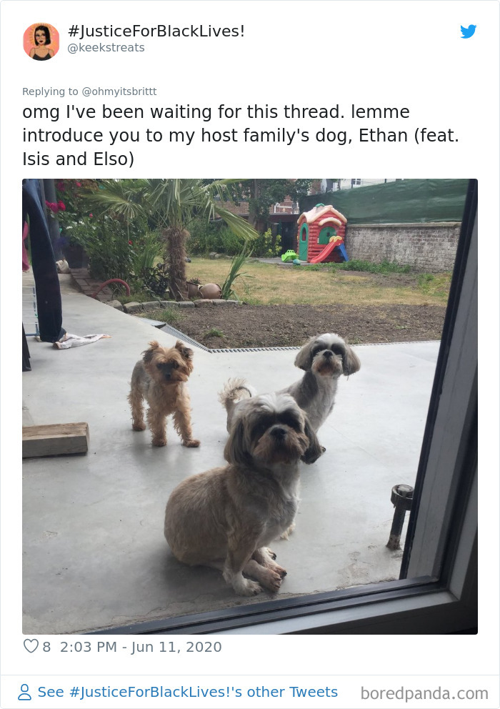 Werid-Sitting-Poses-Pets-Photo