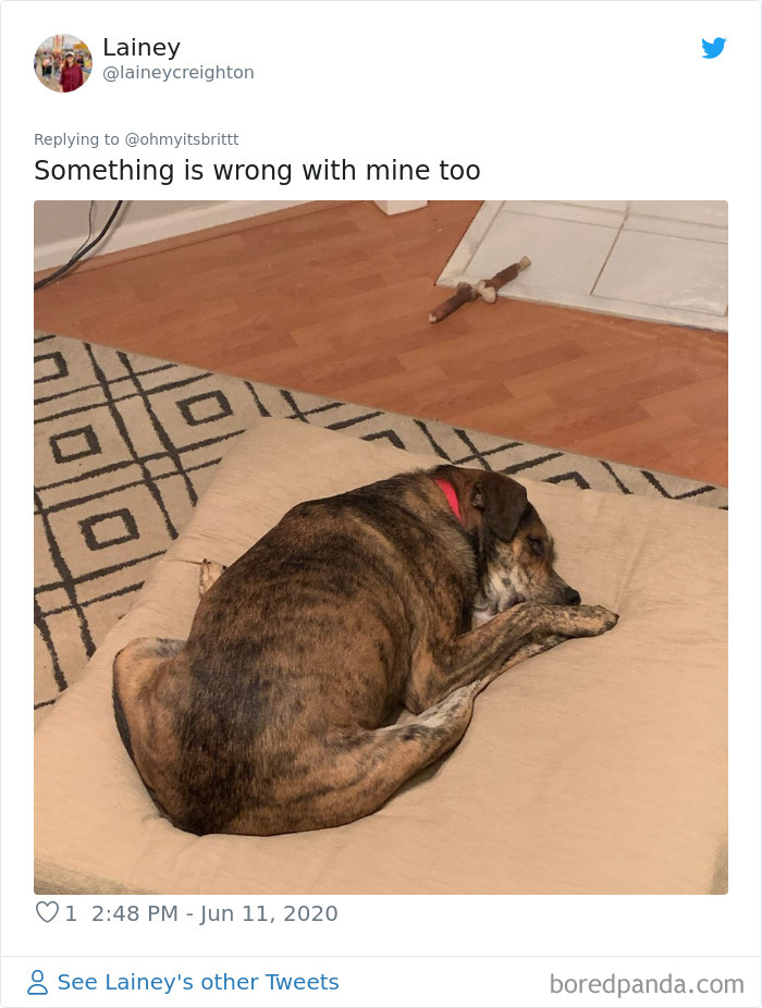 Werid-Sitting-Poses-Pets-Photo