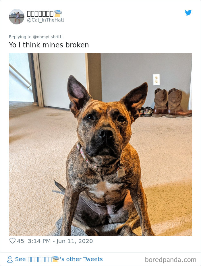 Werid-Sitting-Poses-Pets-Photo