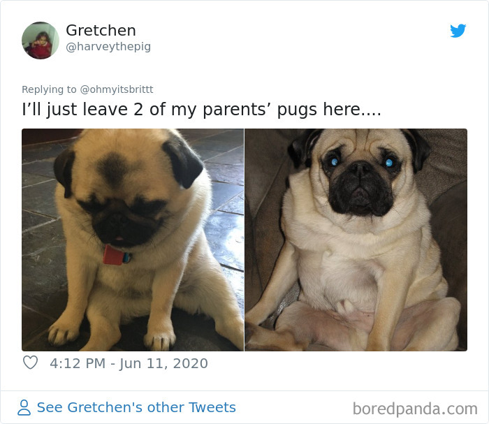 Werid-Sitting-Poses-Pets-Photo