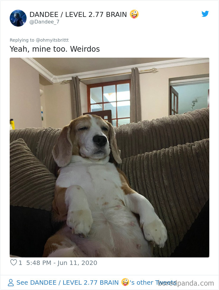 Werid-Sitting-Poses-Pets-Photo