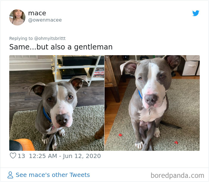 Werid-Sitting-Poses-Pets-Photo