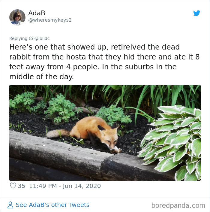 Fox