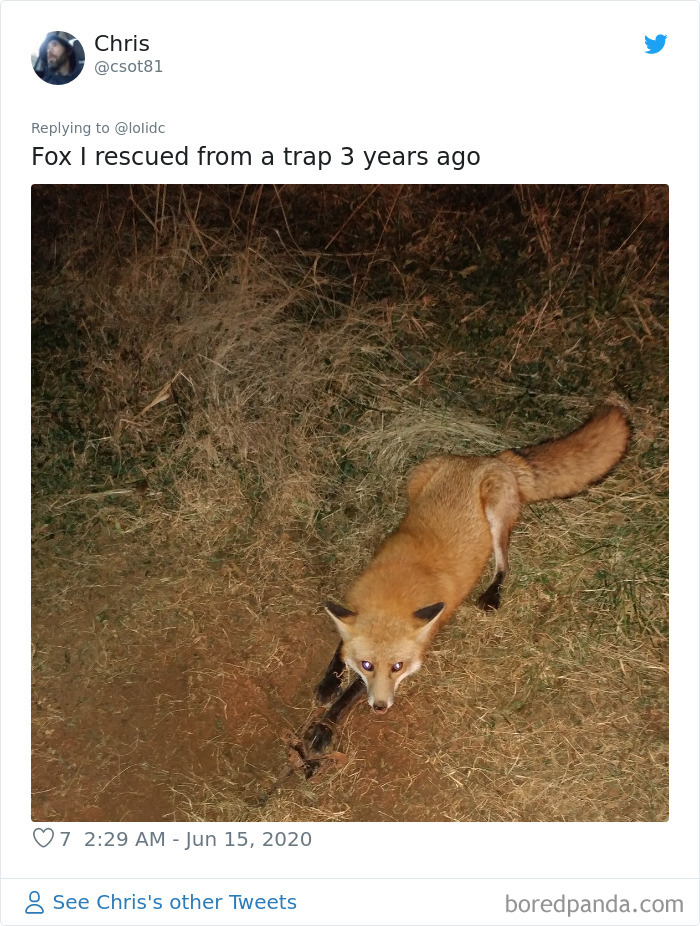 Fox