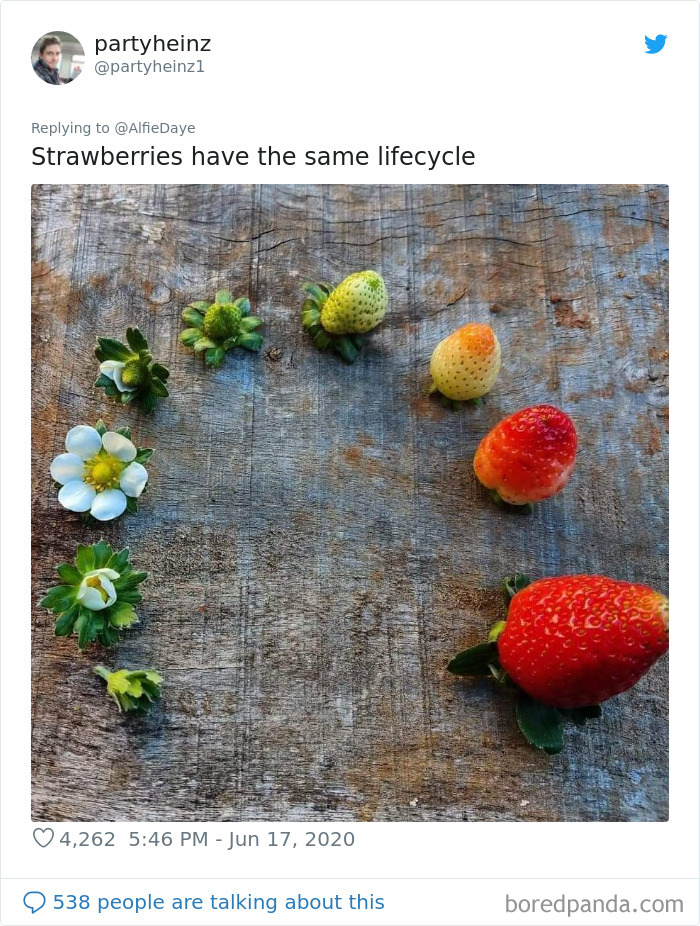 Strawberry Life Cycle
