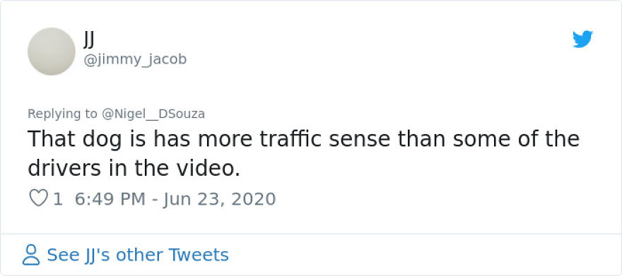 This Dog Comes Here Every Day And Helps Kindergarten Kids Safely Cross The Street This Dog Comes Here Every Day And Helps Kindergarten Kids Safely Cross The Street