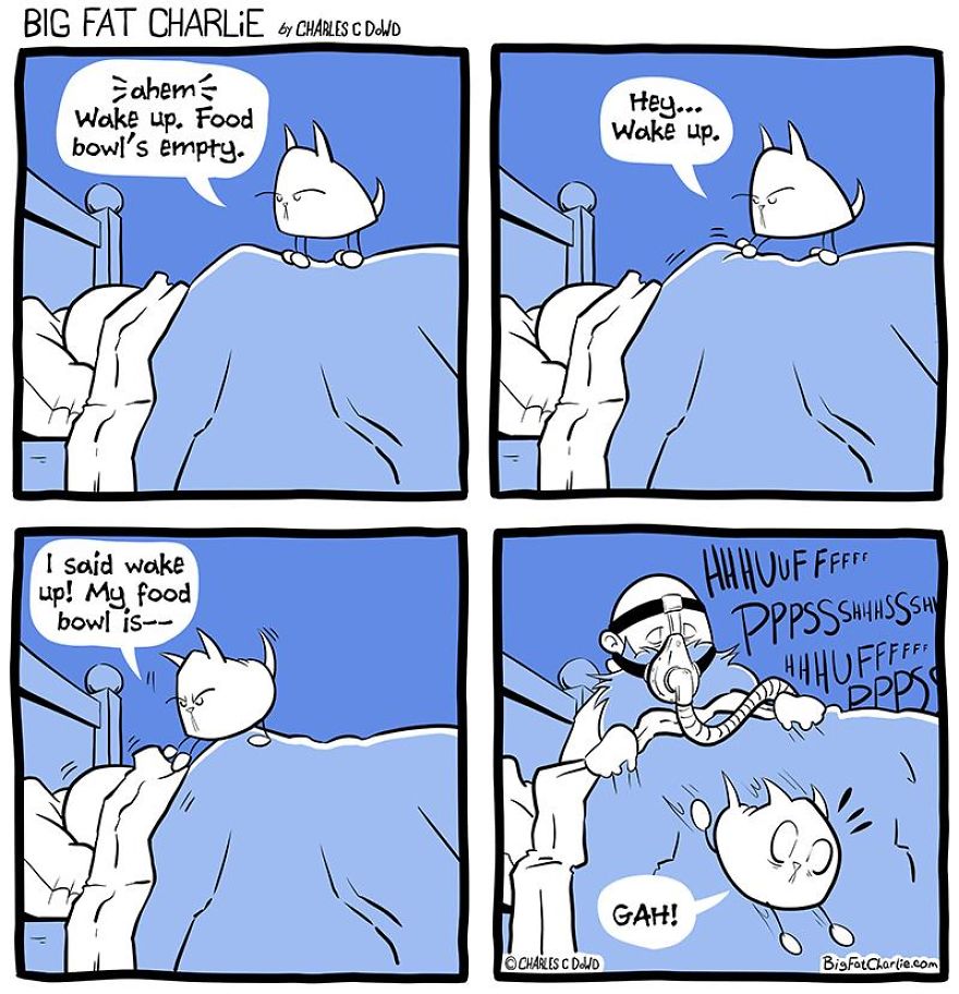 13 Comics About Being Fat, Having Diabetes, And A Cat