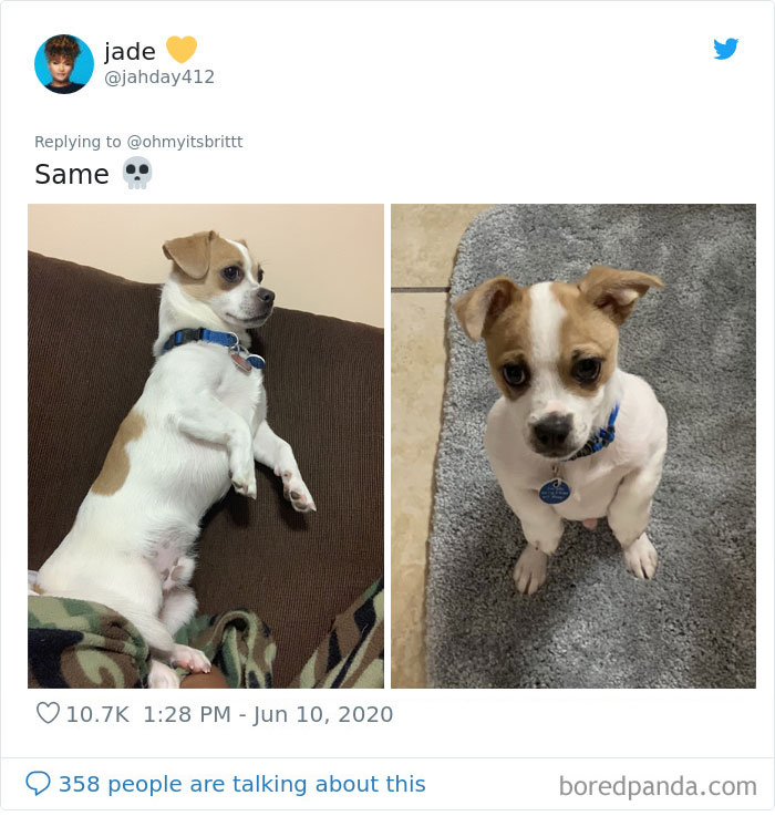 Werid-Sitting-Poses-Pets-Photo