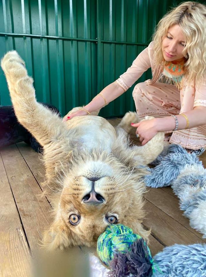 Rescuers Save Baby Lion Who Had His Legs Broken To Take Pictures With Tourists Rescuers Save Baby Lion Who Had His Legs Broken To Take Pictures With Tourists