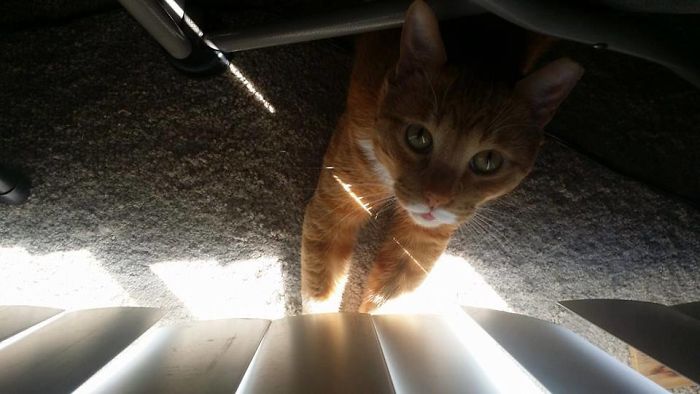 Max Warms His Paws Like This Every Chilly Morning.