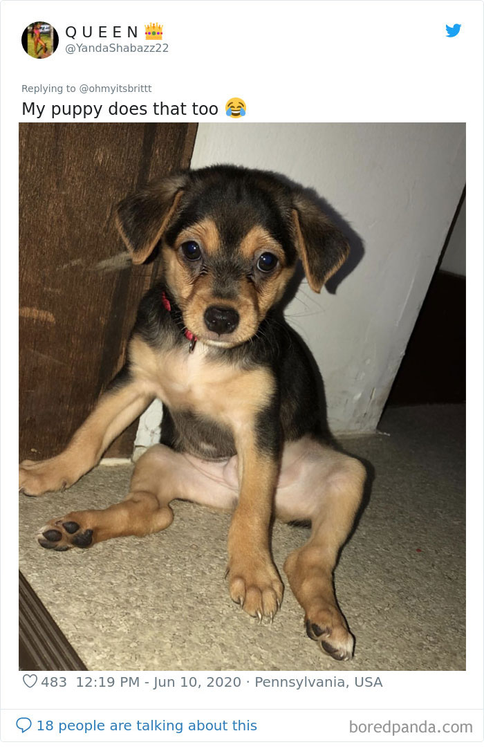 Werid-Sitting-Poses-Pets-Photo