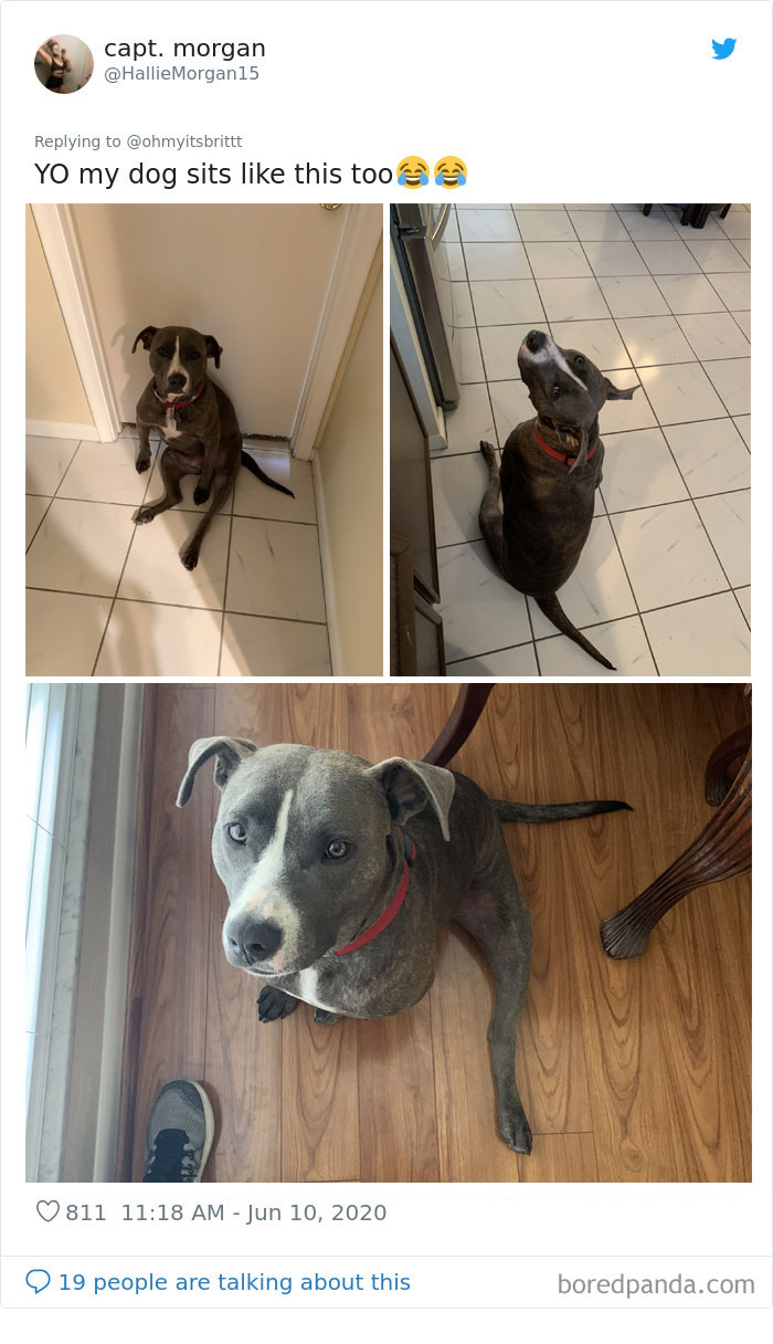 Werid-Sitting-Poses-Pets-Photo