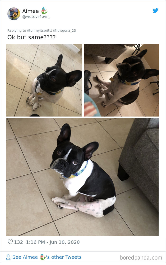 Werid-Sitting-Poses-Pets-Photo