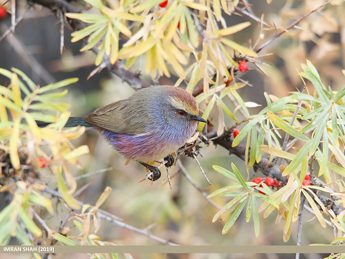 This Rainbow Bird Is Called The White-Browed Tit-Warbler And That Might Be The Silliest Name You've Heard