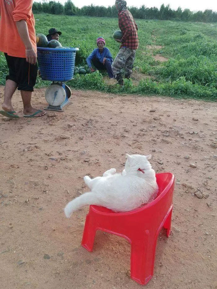 Angry-Looking Cat Supervises Watermelons In Thailand And Is Loved By The Community Angry-Looking Cat Supervises Watermelons In Thailand And Is Loved By The Community