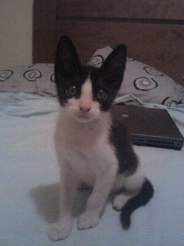 My First Cat, Some Days After Being Rescued From The Motor Of A Car. First Photo Where He Was Healthy.