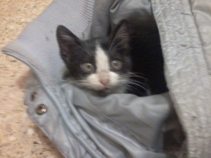 My Second Cat, Minutes After Being Rescued From A Highway.