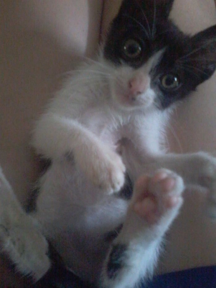 My Third Cat, The Only Girl. Hours After Being Rescued From The Street.