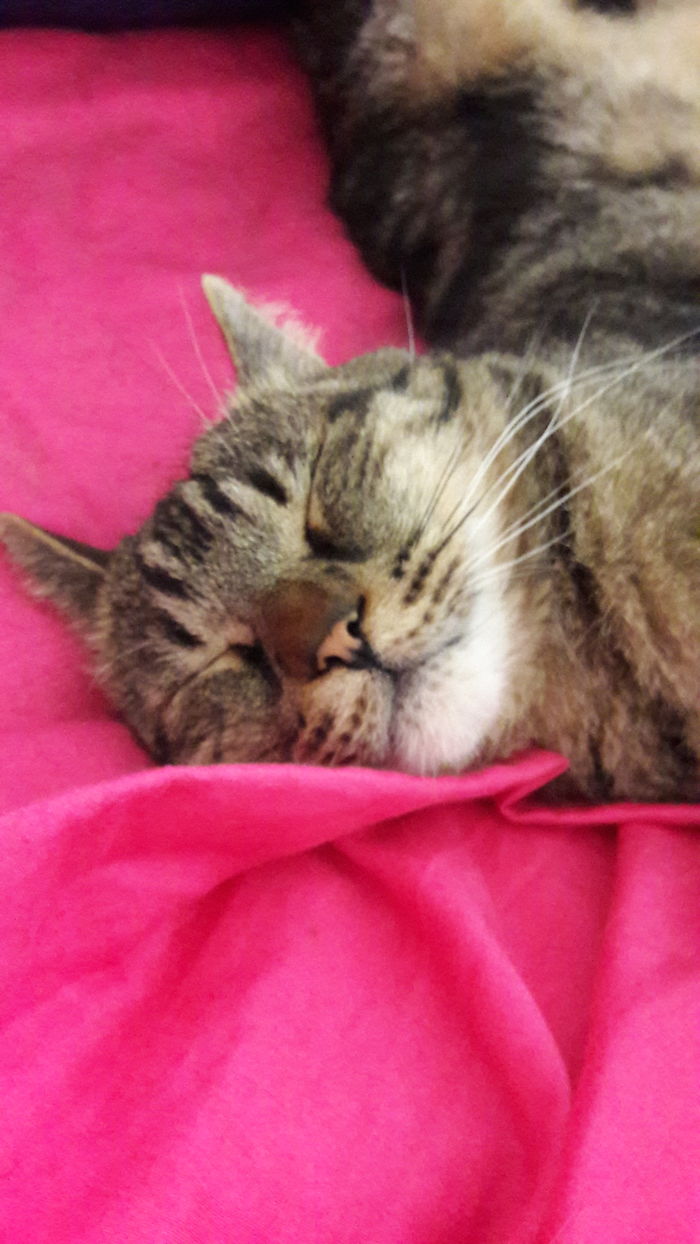 My Beloved Cat Lenny, He Is Already In Heaven Now, He Was A Great Cat And I Miss Him