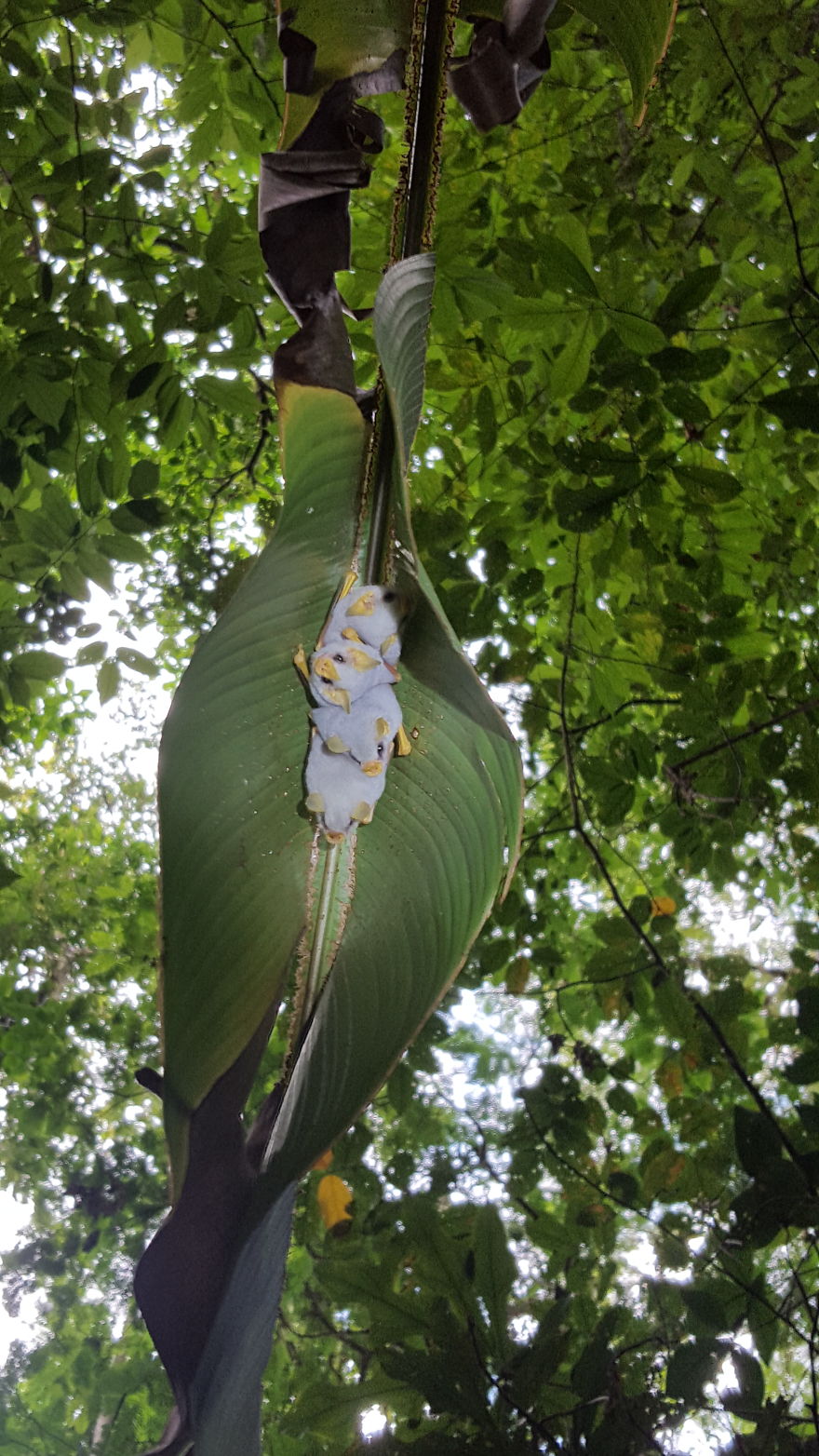 I Traveled To The Costa Rican Rainforest And Photographed Honduran White Bats (5 Pics) I Traveled To The Costa Rican Rainforest And Photographed Honduran White Bats (5 Pics)