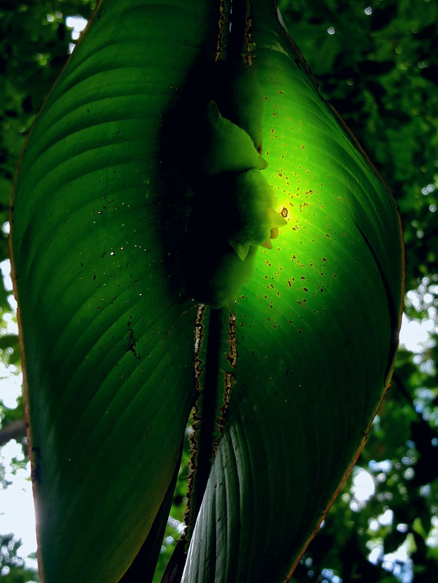 I Traveled To The Costa Rican Rainforest And Photographed Honduran White Bats (5 Pics)