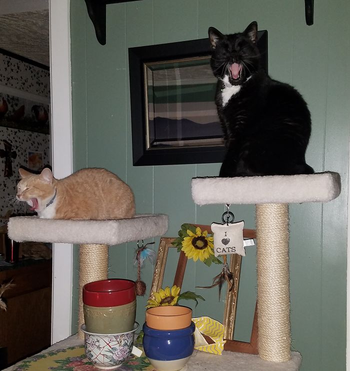 Opera Cats Rehearsing