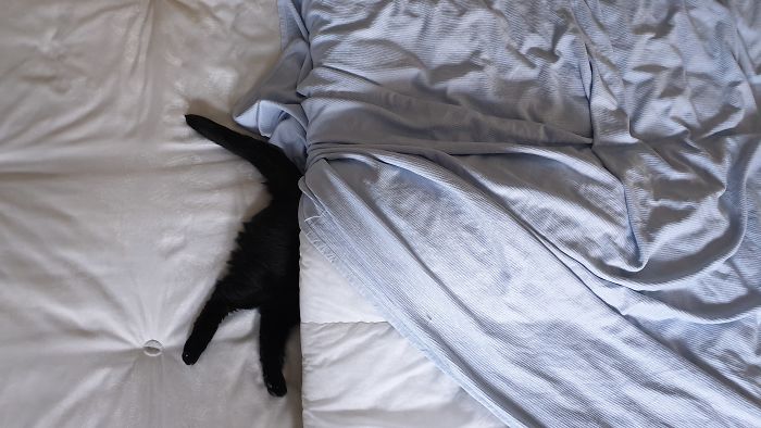 Roy Cannot Play Hide And Seek Well. 7 For Effort