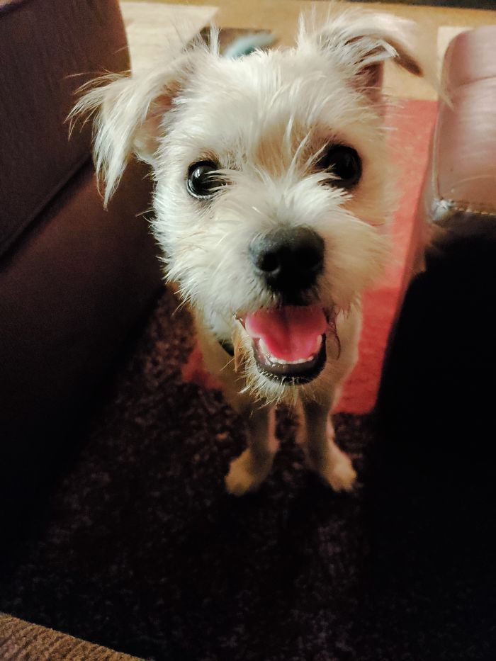 This Is My Dog Gravy A Few Hours After Bringing Him Home From The Shelter.