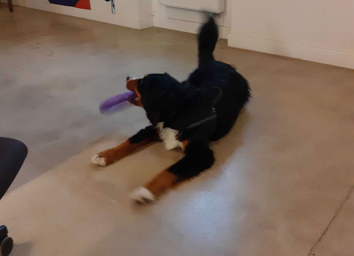 They Are Toys, But Not For You, Though