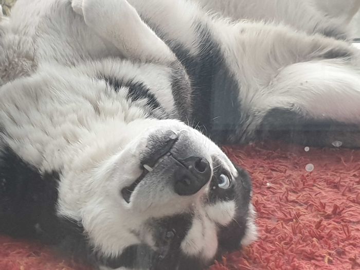 This Is The Look He Gives You When You Disturb His Nap