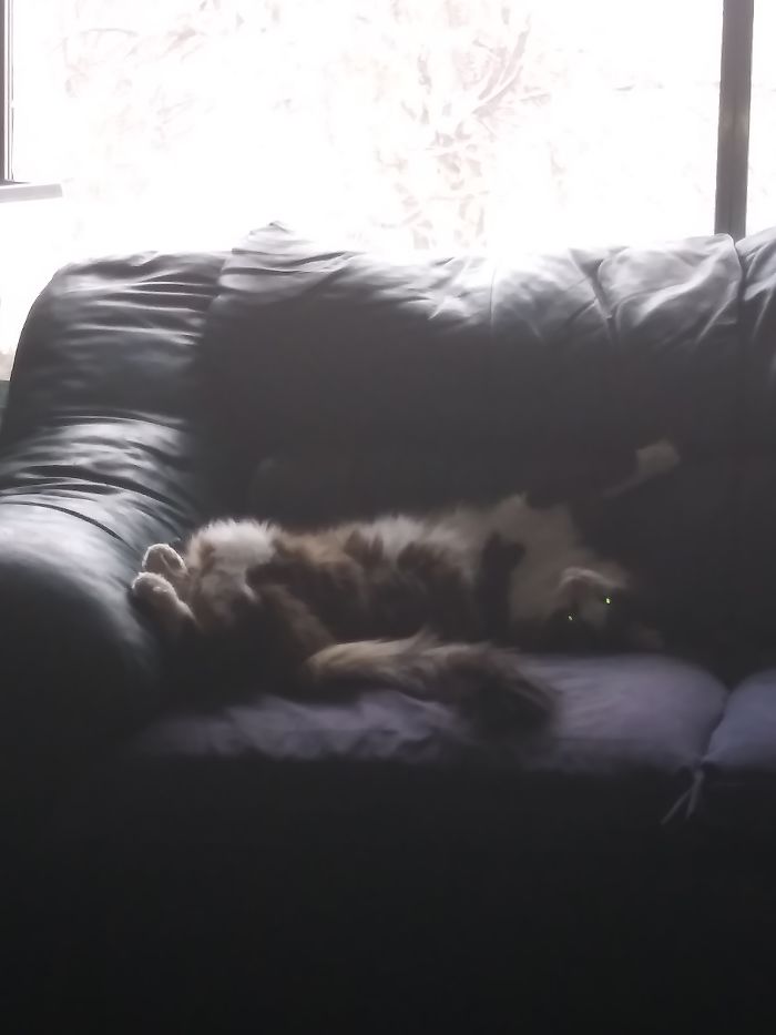 We Have 6 Cats In The House.