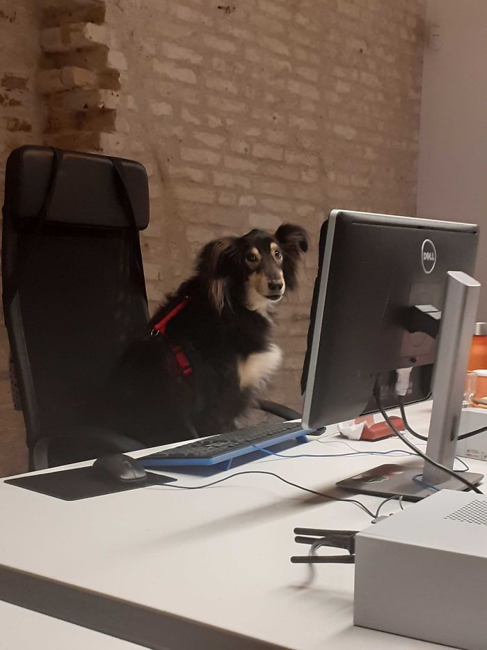 Bored Panda Staff Member