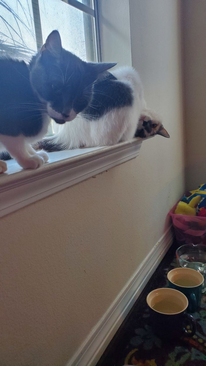 My Cats Reaction To Getting Told To Leave The Blinds Alone