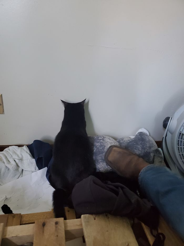 Salem Doing Wall Time For Pottying In The Tree.