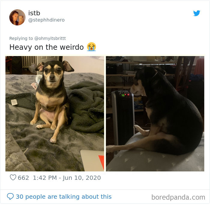 Werid-Sitting-Poses-Pets-Photo