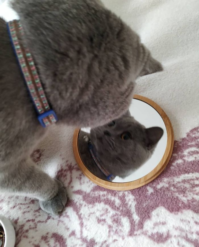 Looking In The Mirror