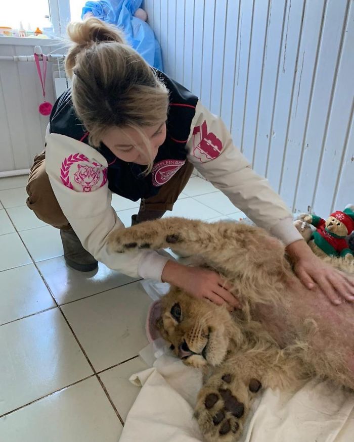 Rescuers Save Baby Lion Who Had His Legs Broken To Take Pictures With Tourists Rescuers Save Baby Lion Who Had His Legs Broken To Take Pictures With Tourists