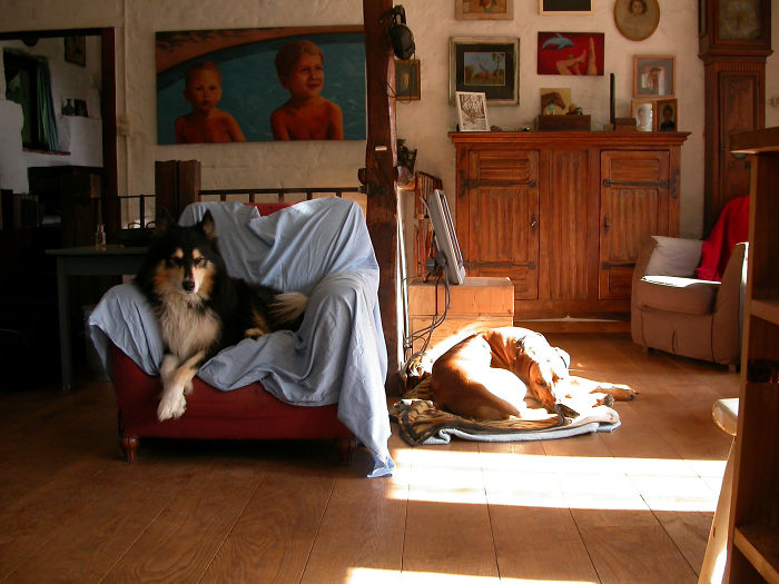 Taiga And Lara: Arctic And Africa, Husky And Ridgeback