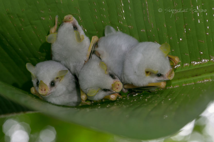 I Traveled To The Costa Rican Rainforest And Photographed Honduran White Bats (5 Pics)