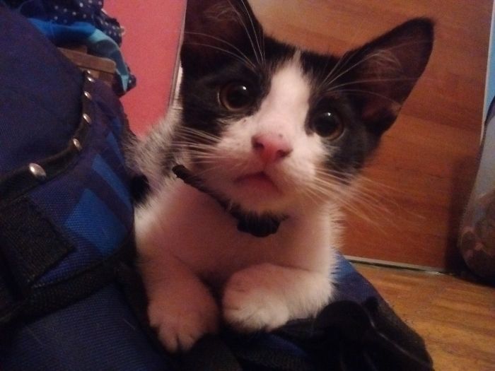 This Is Francis - Adopted In 2015 (He Was 12 Weeks Old)