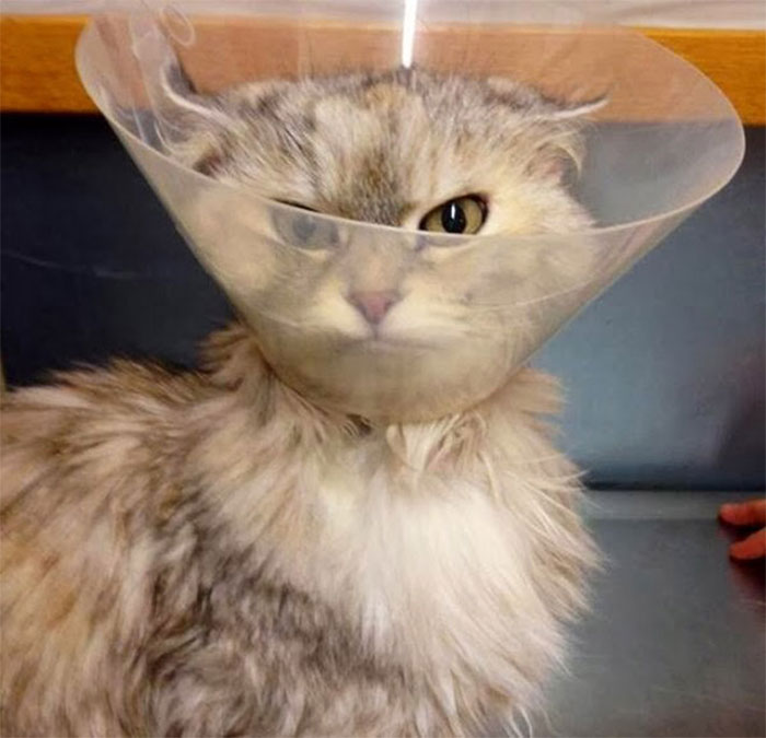 Funny-Pets-With-Cones