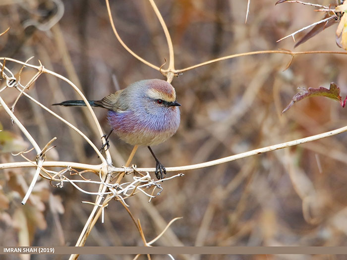 This Rainbow Bird Is Called The White-Browed Tit-Warbler And That Might Be The Silliest Name You've Heard This Rainbow Bird Is Called The White-Browed Tit-Warbler And That Might Be The Silliest Name You've Heard