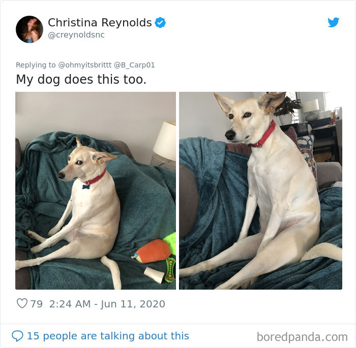 Werid-Sitting-Poses-Pets-Photo