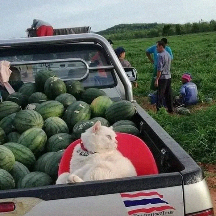 Angry-Looking Cat Supervises Watermelons In Thailand And Is Loved By The Community Angry-Looking Cat Supervises Watermelons In Thailand And Is Loved By The Community