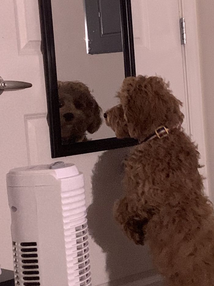 This Is My Favorite Pic Of My Dog