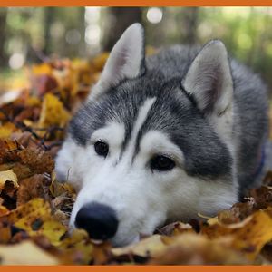 sulytoribio-rodarte avatar